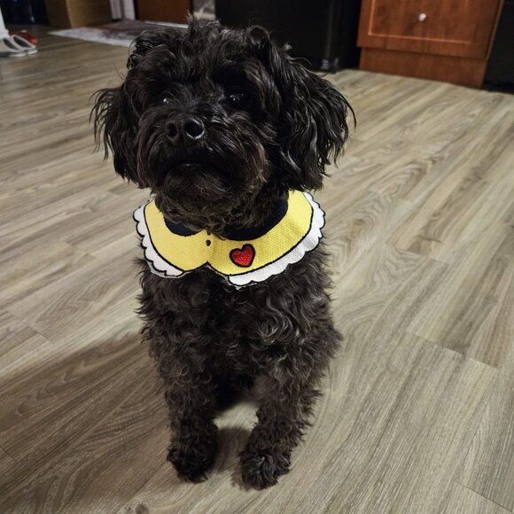 5 Pet Collars for only C$25 - Picture 8 of 11